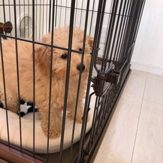 専門家監修 犬用クレートの選び方 ケージとの違いや21年最新おすすめ商品も いぬのきもちweb Magazine